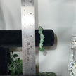 Green Aventurine Chip Bracelet