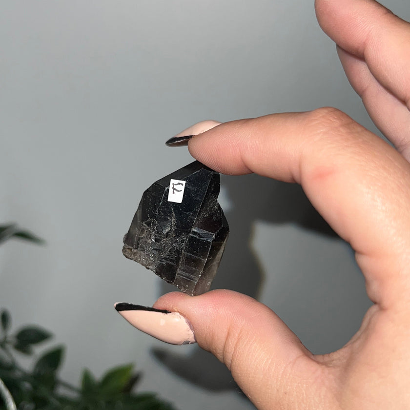 Medium Smoky Quartz Raw Clusters