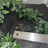 Labradorite Snake Carving