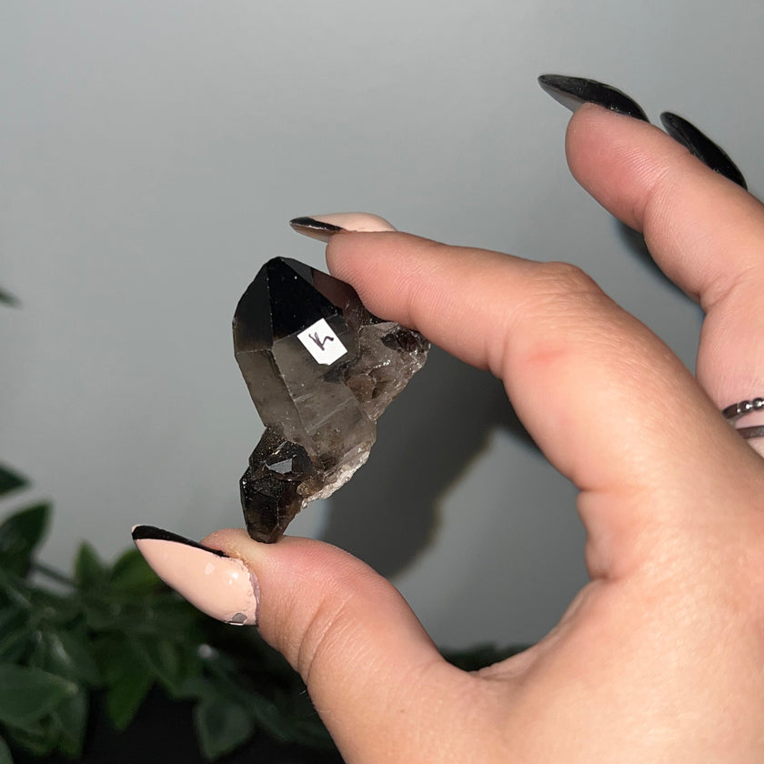 Medium Smoky Quartz Raw Clusters