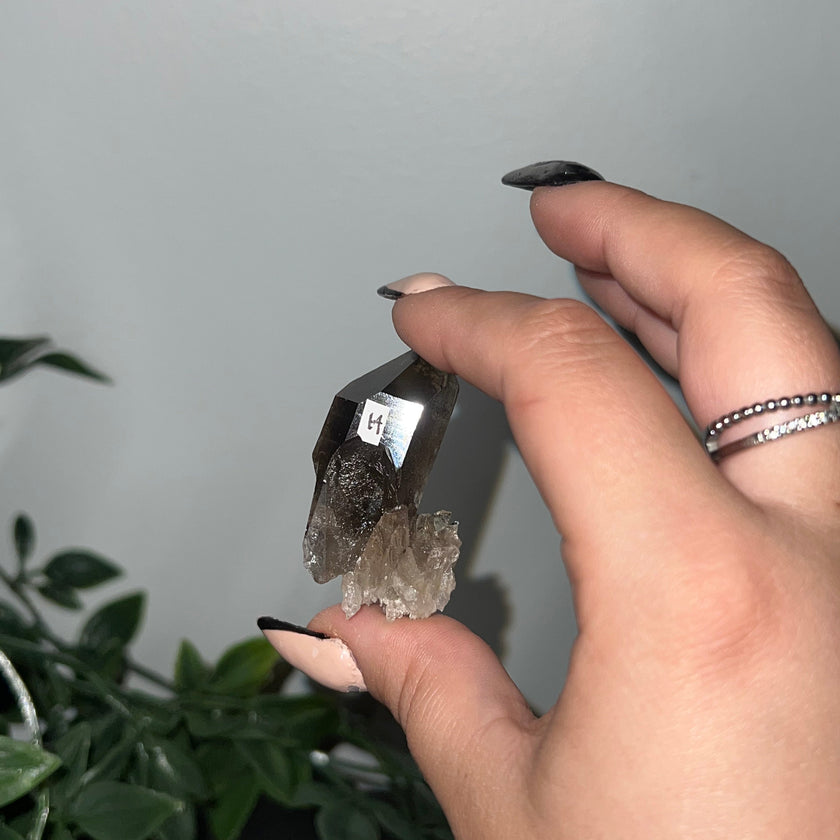 Medium Smoky Quartz Raw Clusters